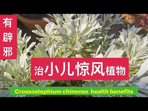 芙蓉菊可以吃嗎|【芙蓉菊可以吃嗎】芙蓉菊可以吃嗎？讓你健康又美麗，快來一探。